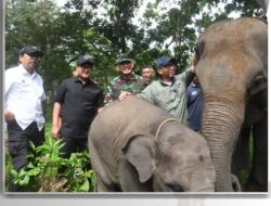 DPRD Lampung Dukung Pengawas dan Pelestarian Kawasan Gajah Lampung